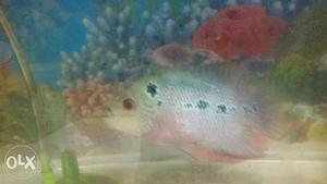Femail flowerhorn 8 inches fish