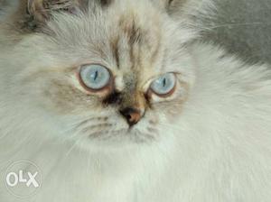 Female Persian cat (10 months old) interest