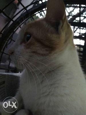 Female cat 3years old 4adoption in loving family