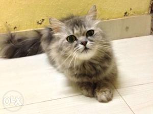 Female persian cat for sale..age10 months