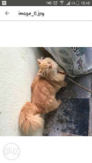 Female persian cat for sale with good qualty fur