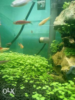 Fish tank Small planted aquram Looking nice