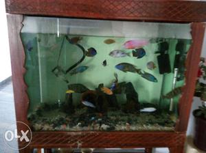 Fish tank with African chiclets fish 25nos.