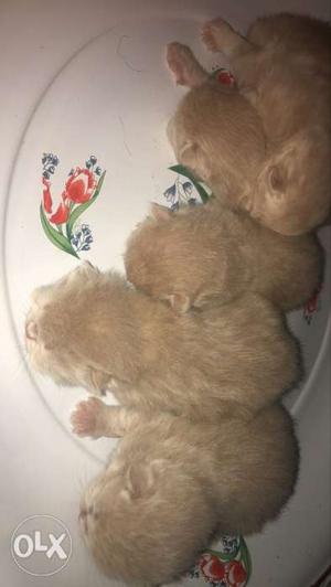 Five Brown Kittens