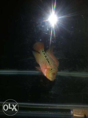 Flowerhorn fish baby confirm male red dryagan