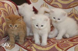 Four White And Orange Kittens