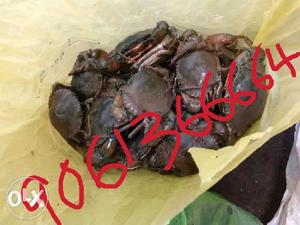 Fresh live river crabs, fixed price if you want.