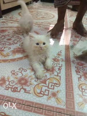 Full white persian kitten available for sale