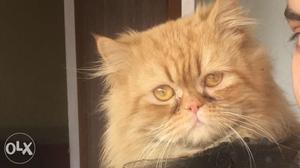 Golden Persian,punch face,male