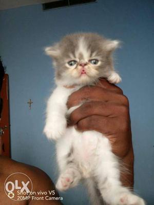 Good quality kittens available in enrakulam