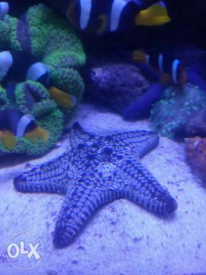 Gray Starfish
