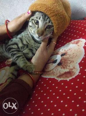 Grey American Shorthair and Black Tabby cats Free