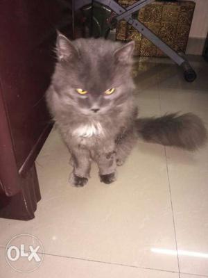 Grey one year old oersian cat for sale