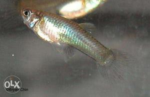 Guppie fish 15 days old babies for sale 4 babies