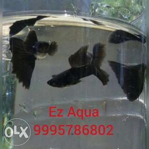 Guppy fish for sale. 20 variety available.