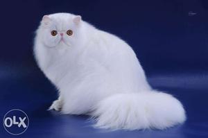 Healthy white end long fur tail persian cat availlable