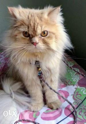 Heavy Bone Male 11 months Persian Cat