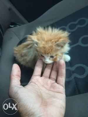 High bread small cat for sale Doll face Golden