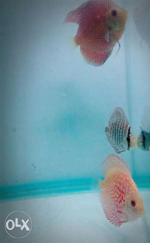 High quality discus fish spider size 3inch.