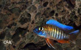 Imported African cichlid fish nice colour