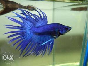 Imported crown tail fighter fish available