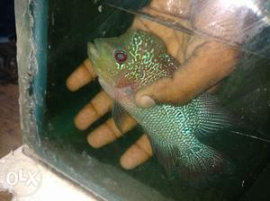 Imported srd flowerhorn 3 inches, shipping