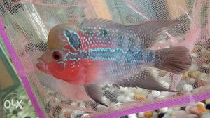 Imported srd flowerhorn with ball head and pearls all over