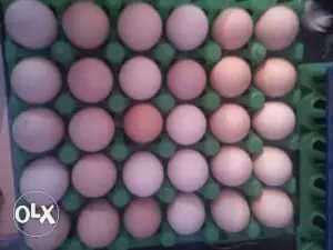 Kadaknaath eggs..Vitamin B1.B2.B3.Prevent