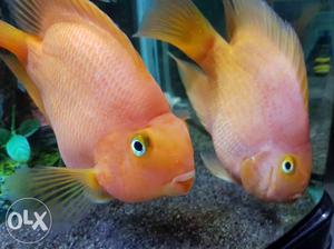 King kong RED & YELLOW parrofish