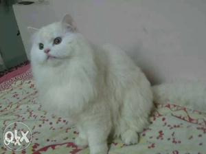 Looking for male persian cat for mating. i have