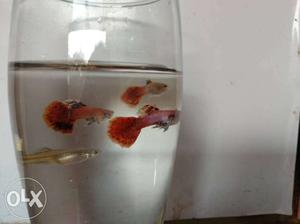 Magenta guppies for sale