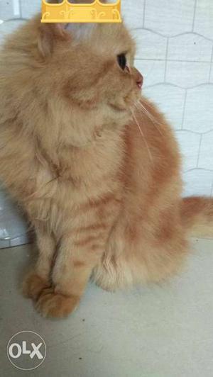 Male and female Persian cat's for sale in Mumbai