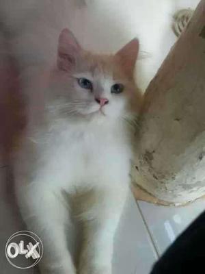 Male persian cat blue eyes 1 year age pure white