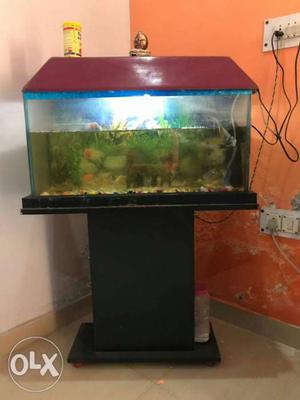 My fish tank sell urgently with 6 fish and filter
