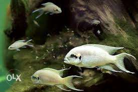 Neolamprologus brichardi Rs 250 per piece. 2 inches