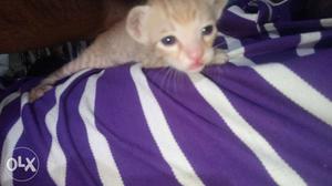 New born Tabby Kitten