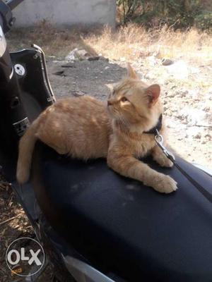 Orange Male Persian Cat Duel Coated