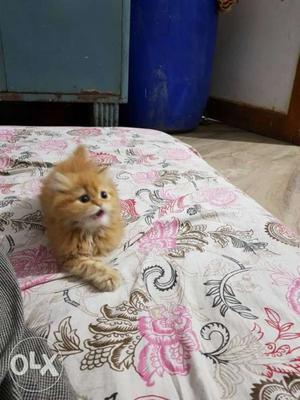 Orange Tabby persian Kitten