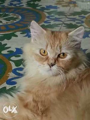 Orange pure Persian Cat 1 year completed for more detail