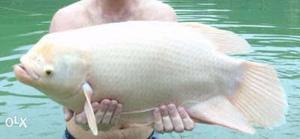 Osphronemus goramy Gaura fish 7-10 kg per fish