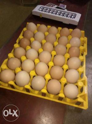 Panni natukozhi eggs 10rs per egg
