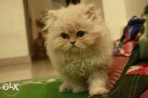 Persian Cat kitten sale all.beautifull colors and affordable
