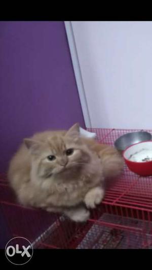Persian cat 5 months old for sale female