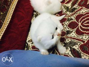 Persian cat an kittens avalible for more details