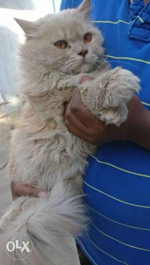 Persian cat healthy male for sale, 1 year old semi