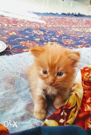 Persian cat kitten 75 days old interested people