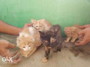 Persian cat kittens for sale availabel male&