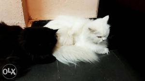 Persian cats 8 months old male and female