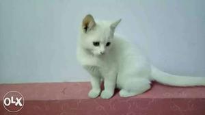 Persian kittem female white colour  days