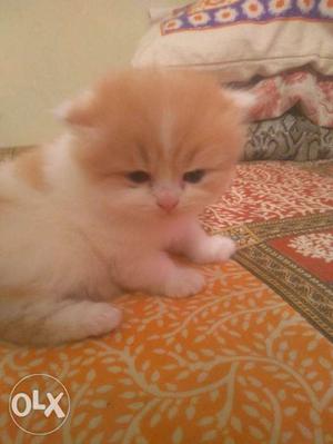 Persian kitten